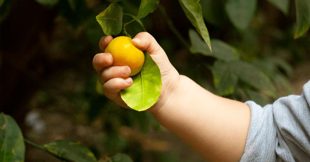 The Importance of Vitamin C for Your Child’s Health