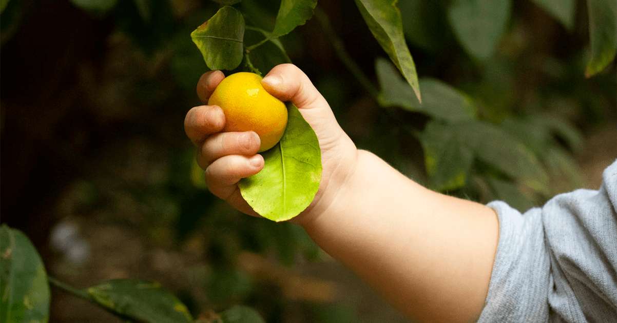 The Importance of Vitamin C for Your Child’s Health